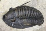 Dalejeproetus Trilobite - Uncommon Moroccan Proetid #165930-3